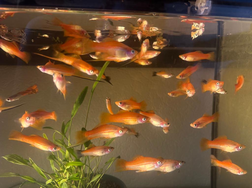 Zwaarddrager- Xiphophorus hellerii, Vis