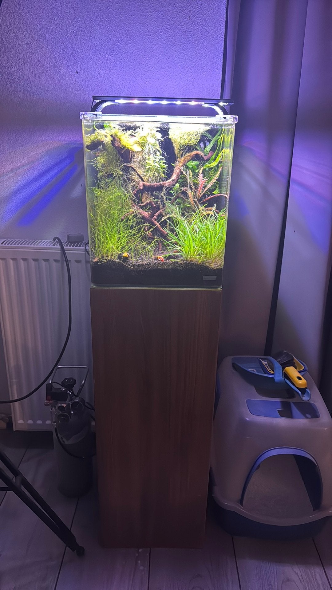 Dennerle Cube 30, Ophalen, Zo goed als nieuw, Gevuld zoetwateraquarium