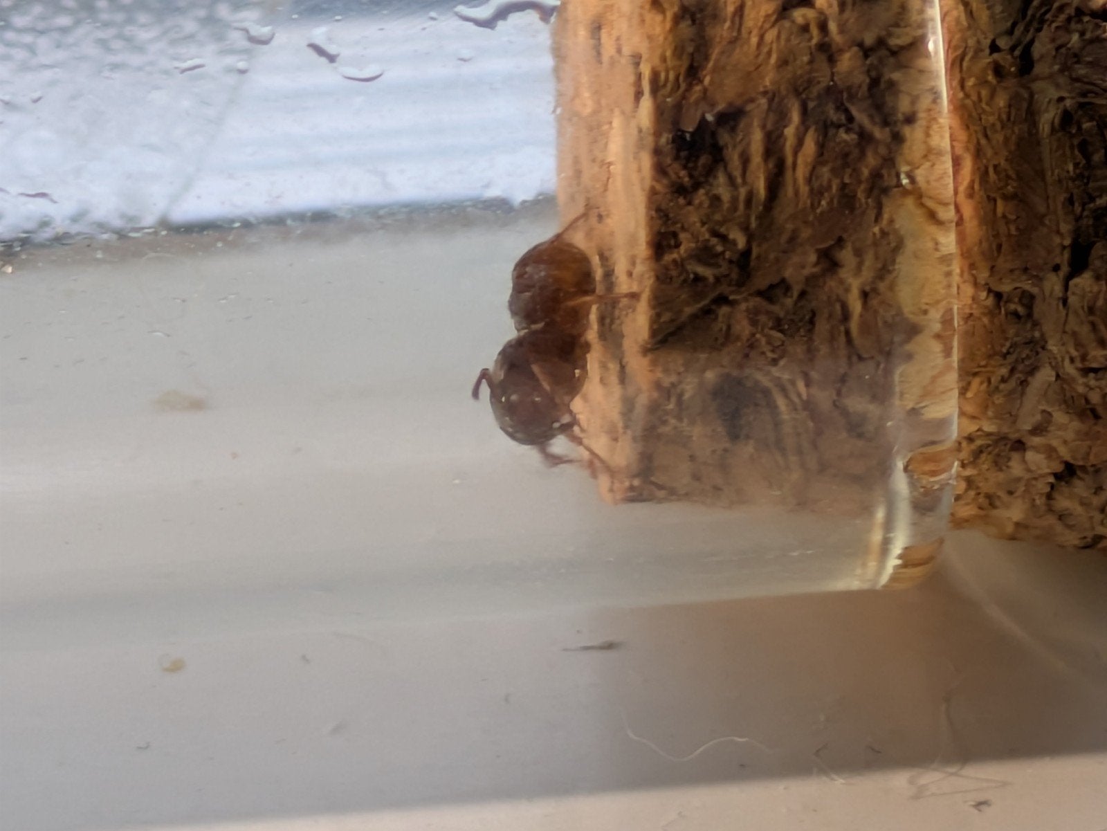 Lasius Chthonolasius / Umbrat vermoedelijk!