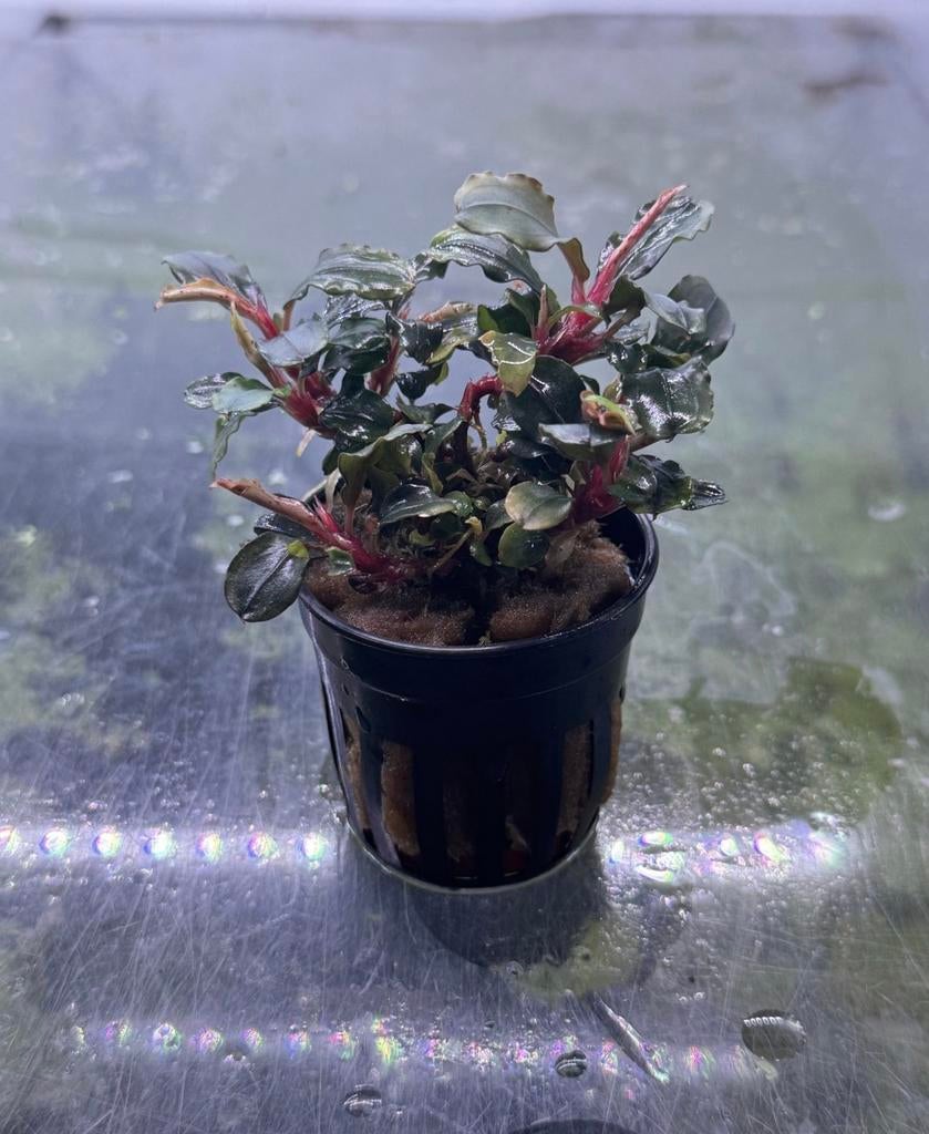 Bucephalandra Maia | Aquarium plant, -, Nieuw, Ophalen of Verzenden, -