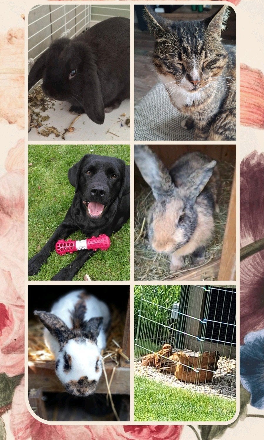 Betrouwbare en enthousiaste hondenuitlaatster in Wezep, Ophalen
