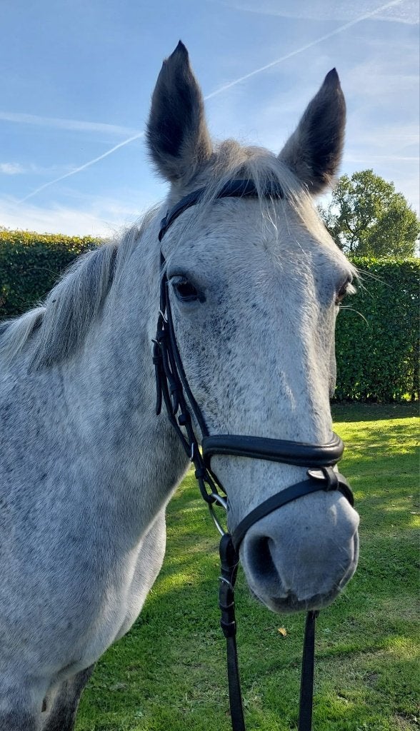 Te koop 5-jarige D-pony, Merrie, Zadelmak, 3 tot 6 jaar, Gechipt