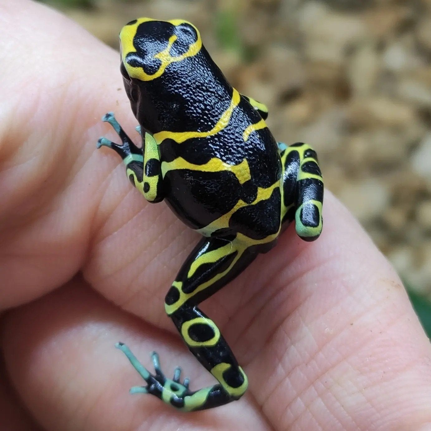 Dendrobates leucomelas 'Cerro autana' Frog photo 2