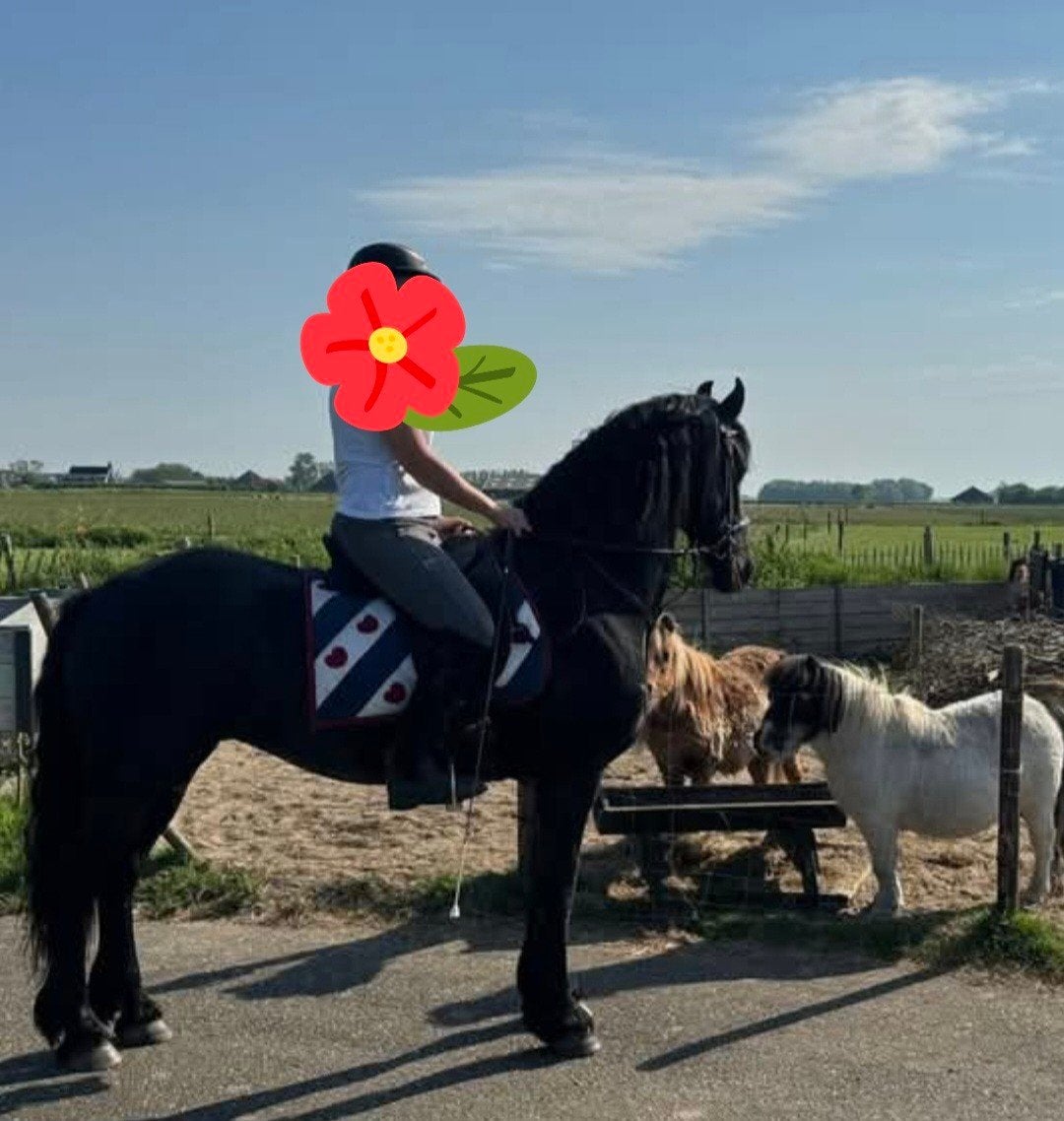 Lieve Fries van 19 jaar, merrie, Dieren en Toebehoren, Paarden, Merrie, Recreatiepaard