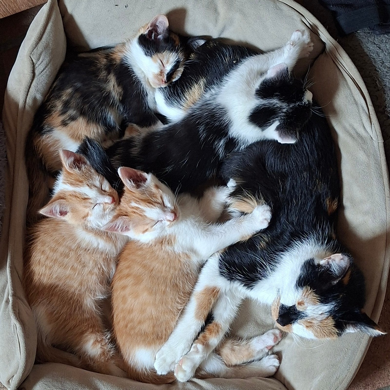 Lieve kittens te koop, Meerdere dieren