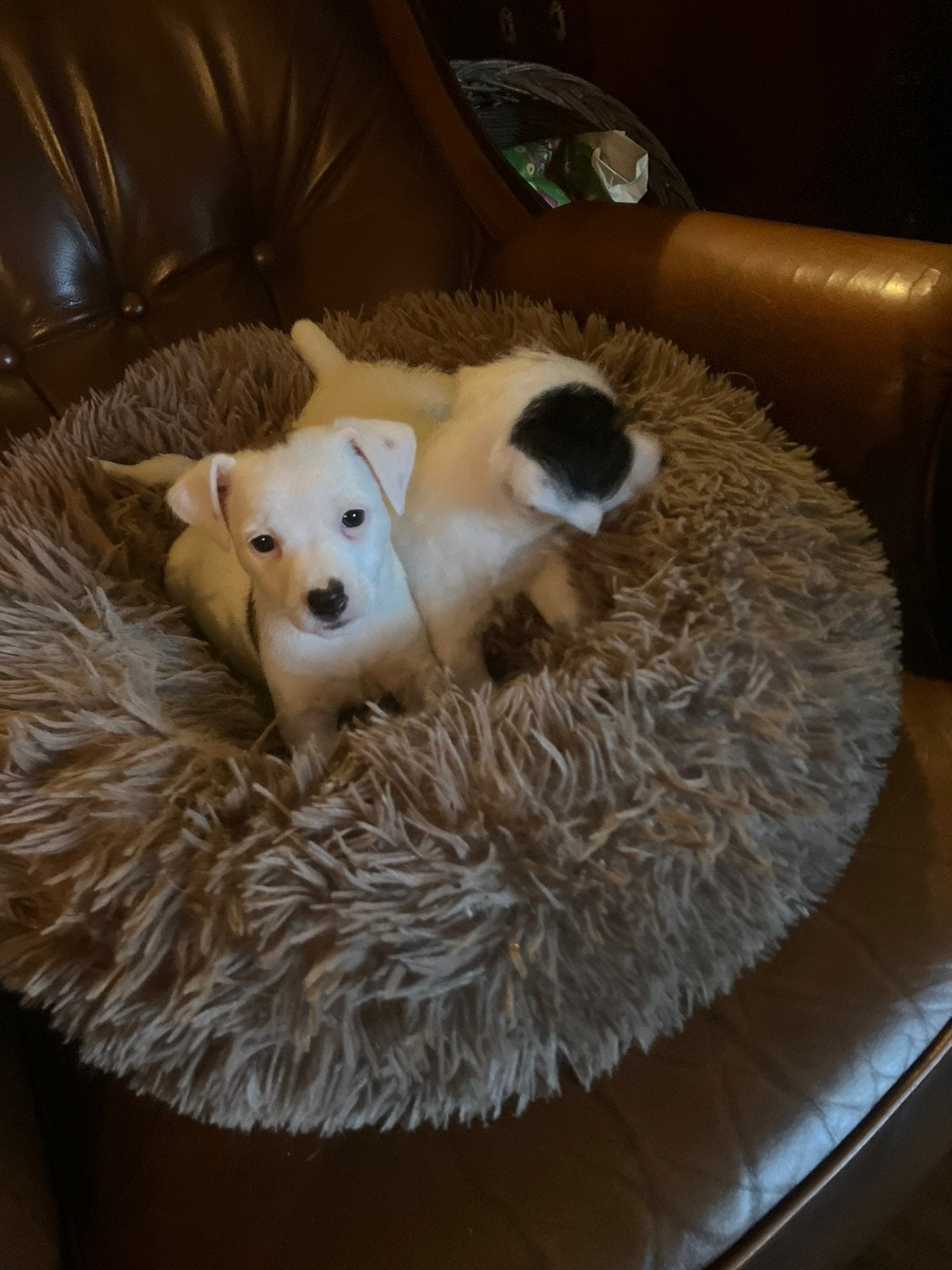 2 super leuke jack russell pups, Dieren en Toebehoren, Honden | Niet-rashonden, 8 tot 15 weken, Teef, Meerdere, Klein