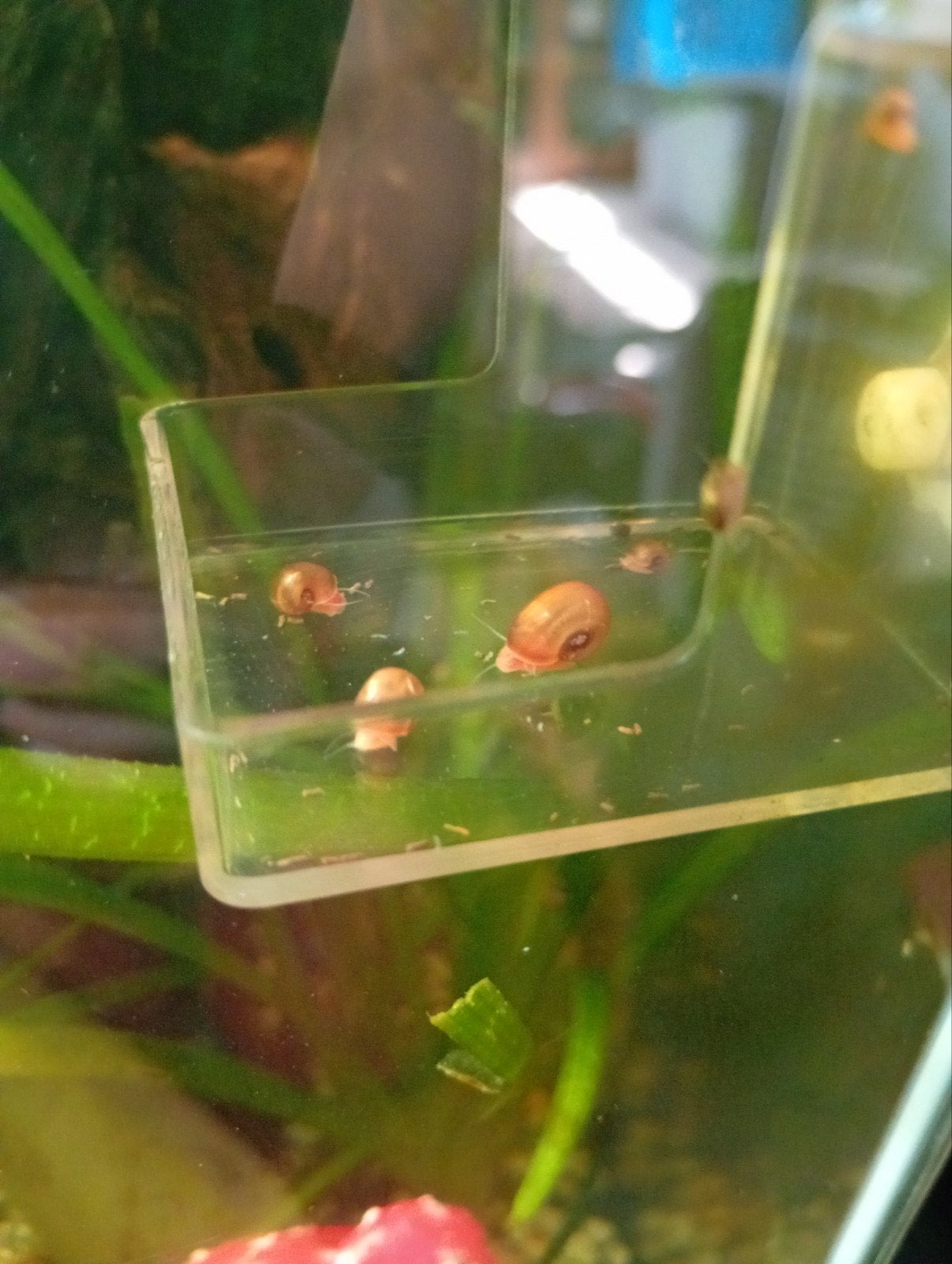 Slakjes 10 voor, Dieren en Toebehoren, Vissen | Aquariumvissen, Slak of Weekdier