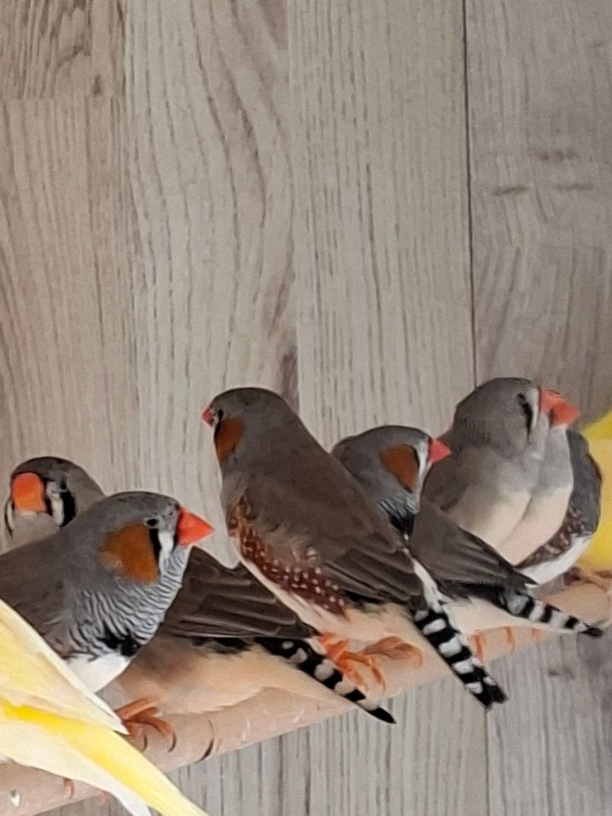 koppels zebravinken, Dieren en Toebehoren