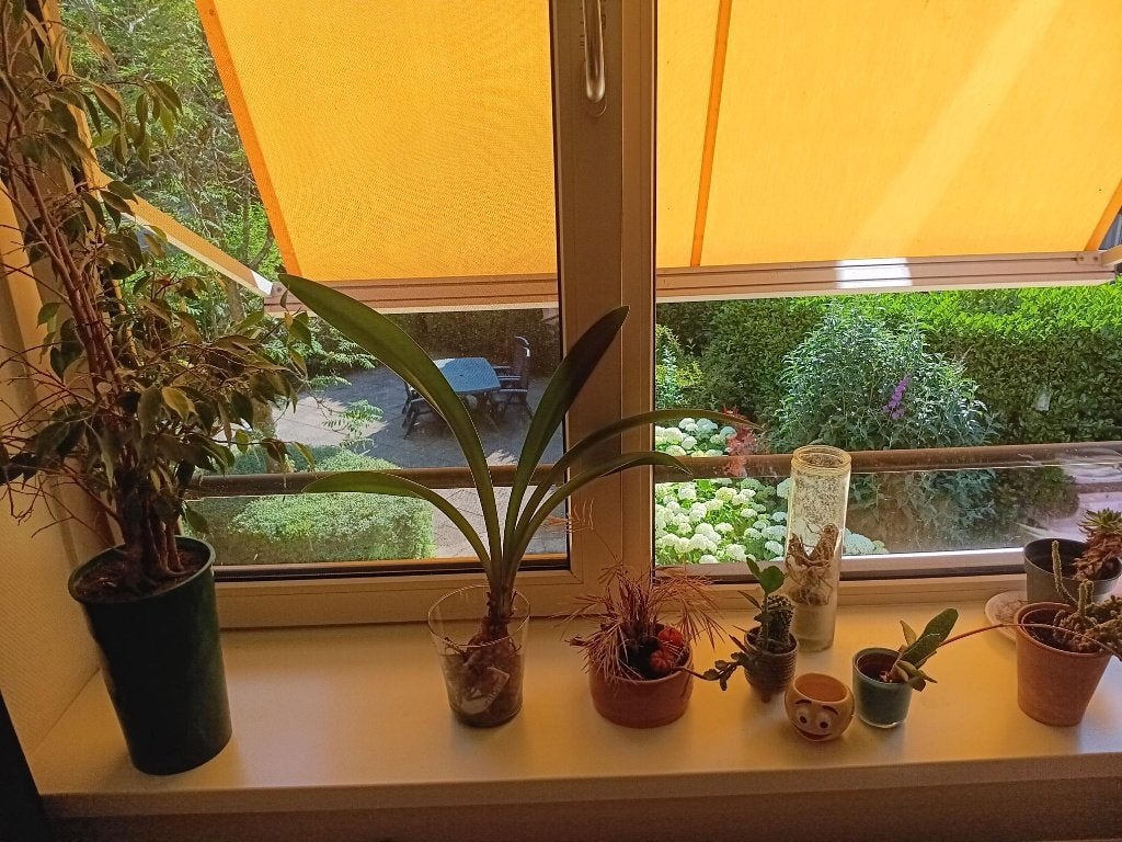 kamer planten, Ophalen, 100 tot 150 cm, Halfschaduw, In pot
