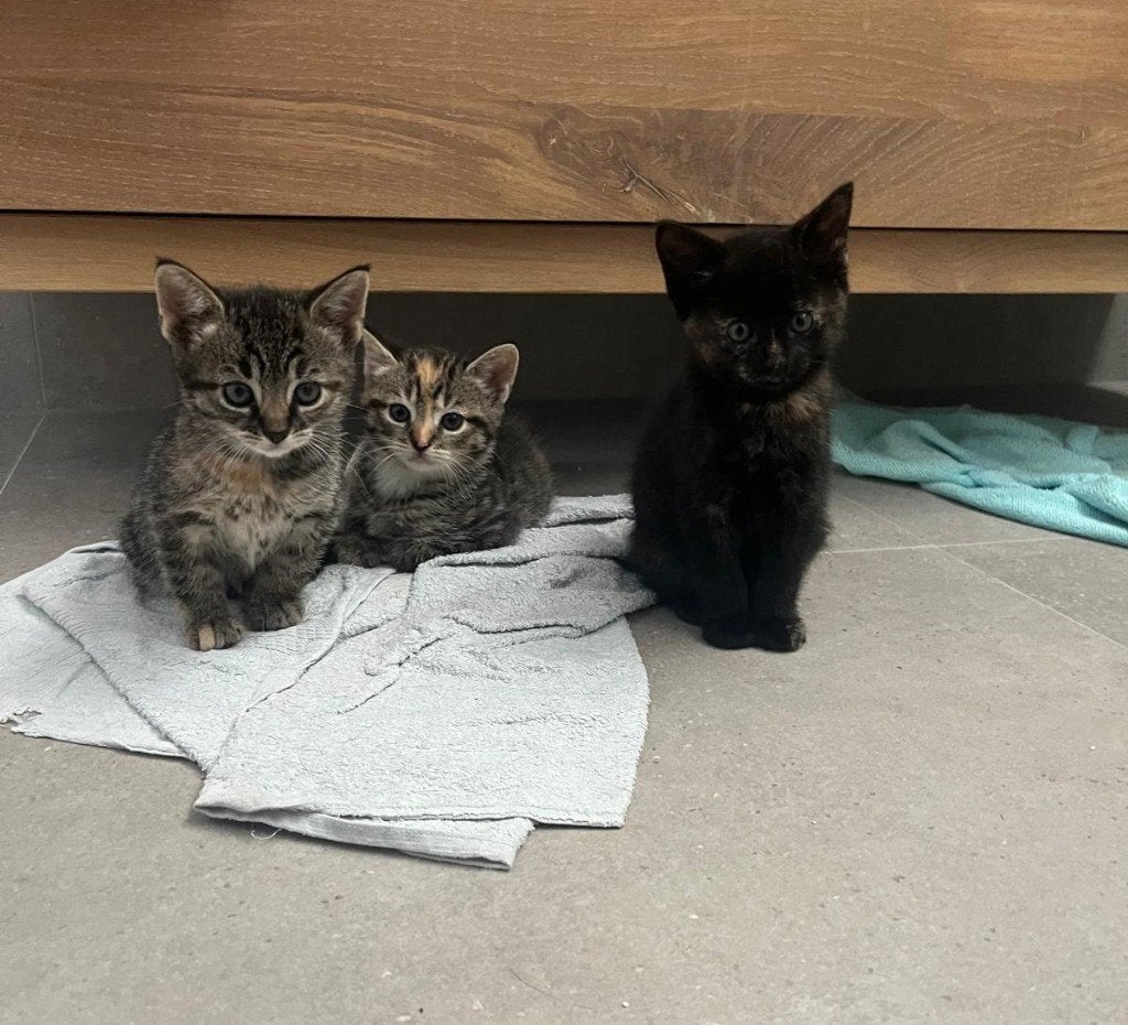 Drie onweerstaanbaar lieve kittens zoeken een gouden mandje!, Meerdere dieren, Kortharig