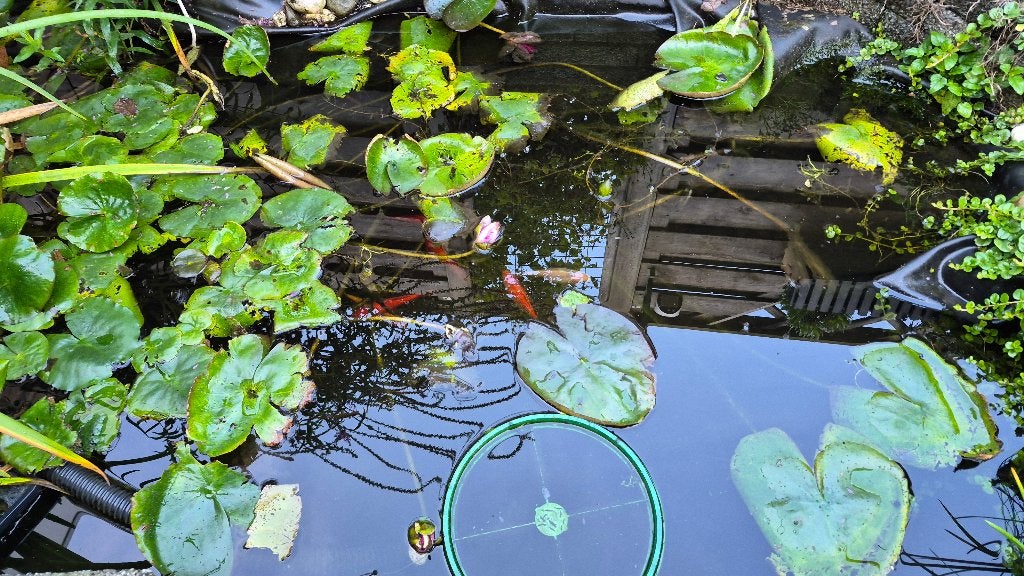 Vijvervissen - plm 7 stuks, Dieren en Toebehoren, Overige soorten