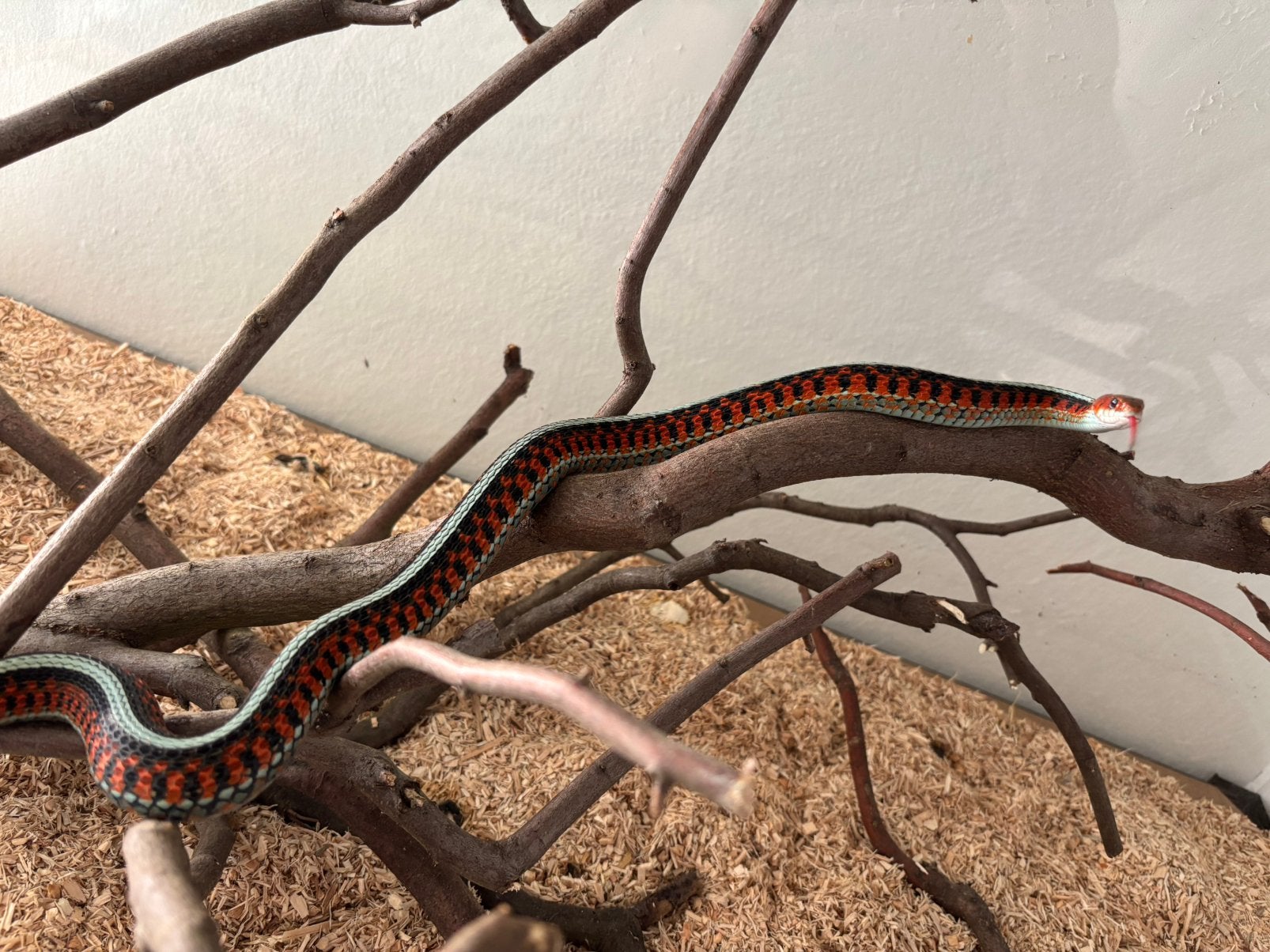 Zoeken Thamnophis s. Infernalis, EryFlame, Natrix helvetica, Slang, 0 tot 2 jaar