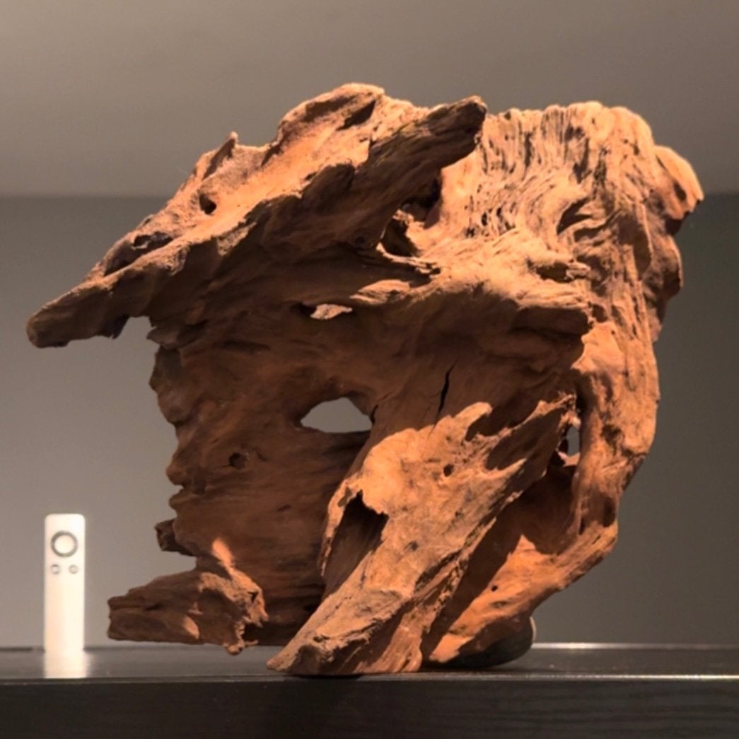 Uniek stuk Kienhout / Spiderwood / Driftwood, Hout Decoratie, Ophalen of Verzenden, Zo goed als nieuw, Tak, Plant, Rots of Steen