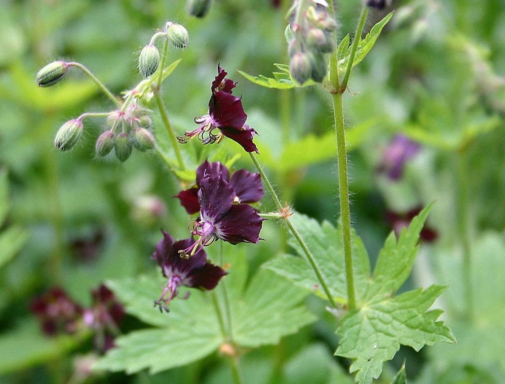 Geranium Phaem - donkere ooievaarsbek, Tuin en Terras, Ophalen, Bodembedekkers, Volle zon, Vaste plant