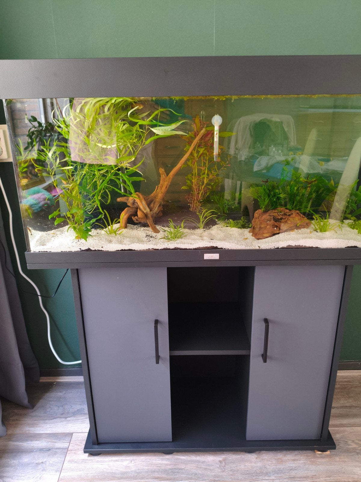 gezocht vissen voor aquarium, Dieren en Toebehoren, Vis, Zoetwatervis, Schoolvis