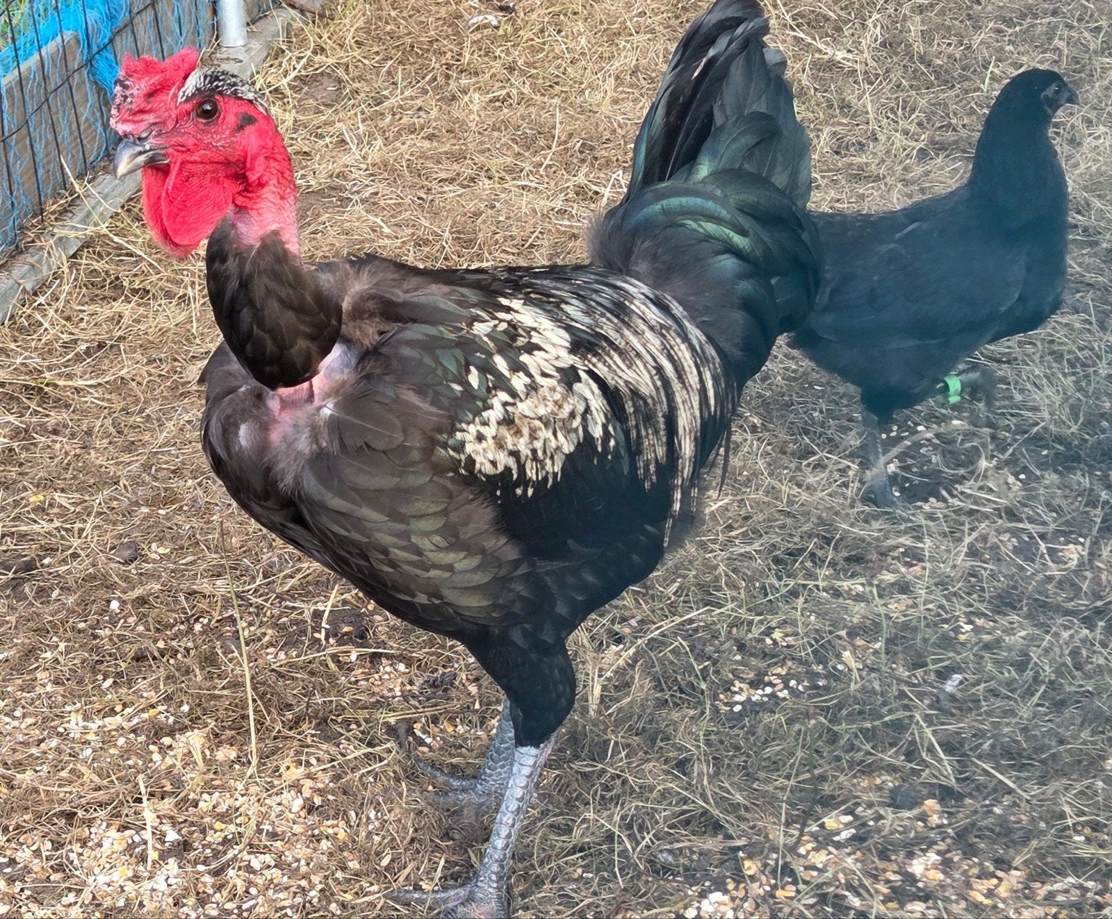 Supermooie grote haan  Cemani X INDIO polaco, Dieren en Toebehoren, Pluimvee, Mannelijk, Kip