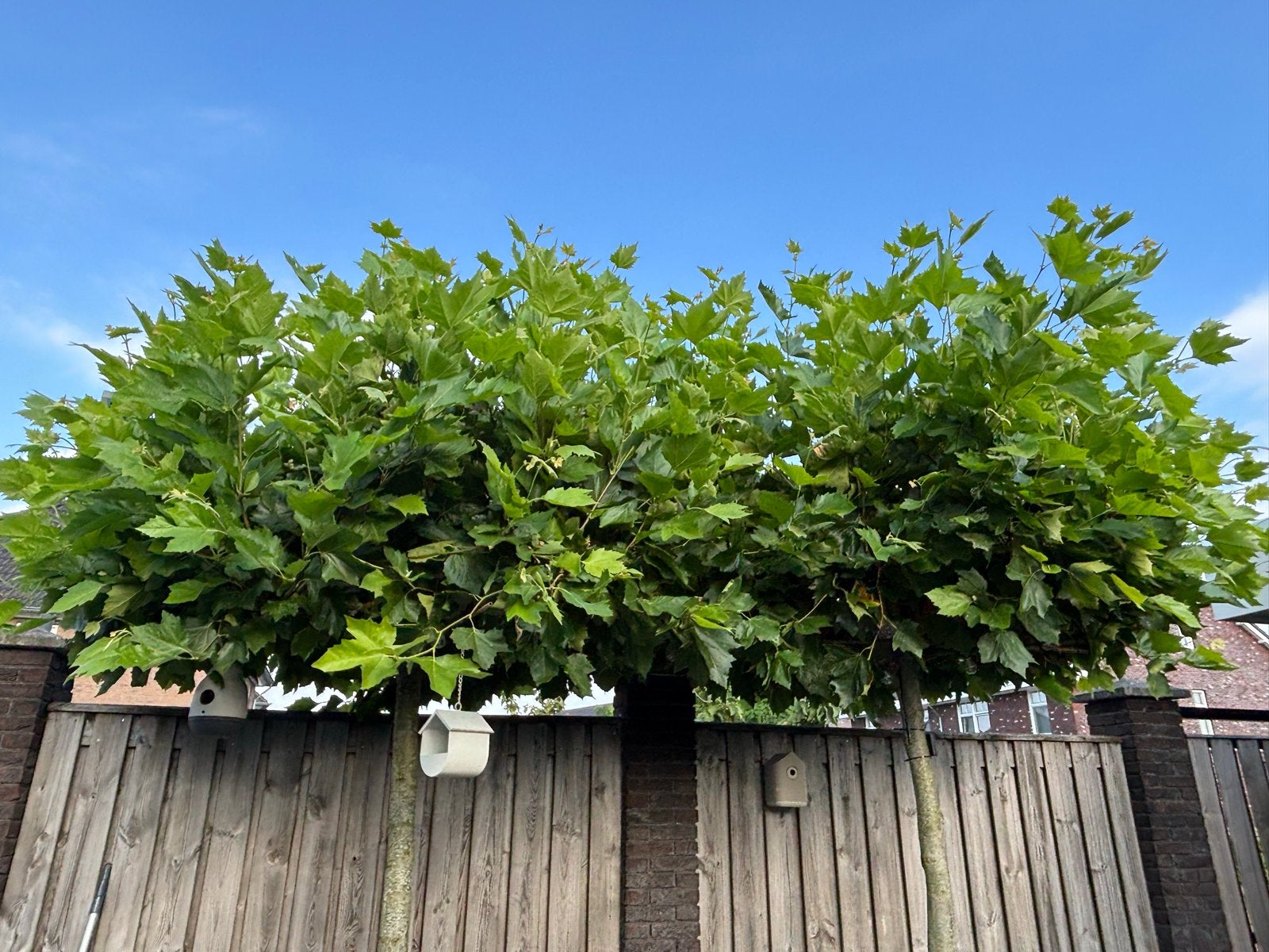 Twee prachtige leibomen (dakplantanen), Tuin en Terras, Ophalen, Volle zon, Overige soorten