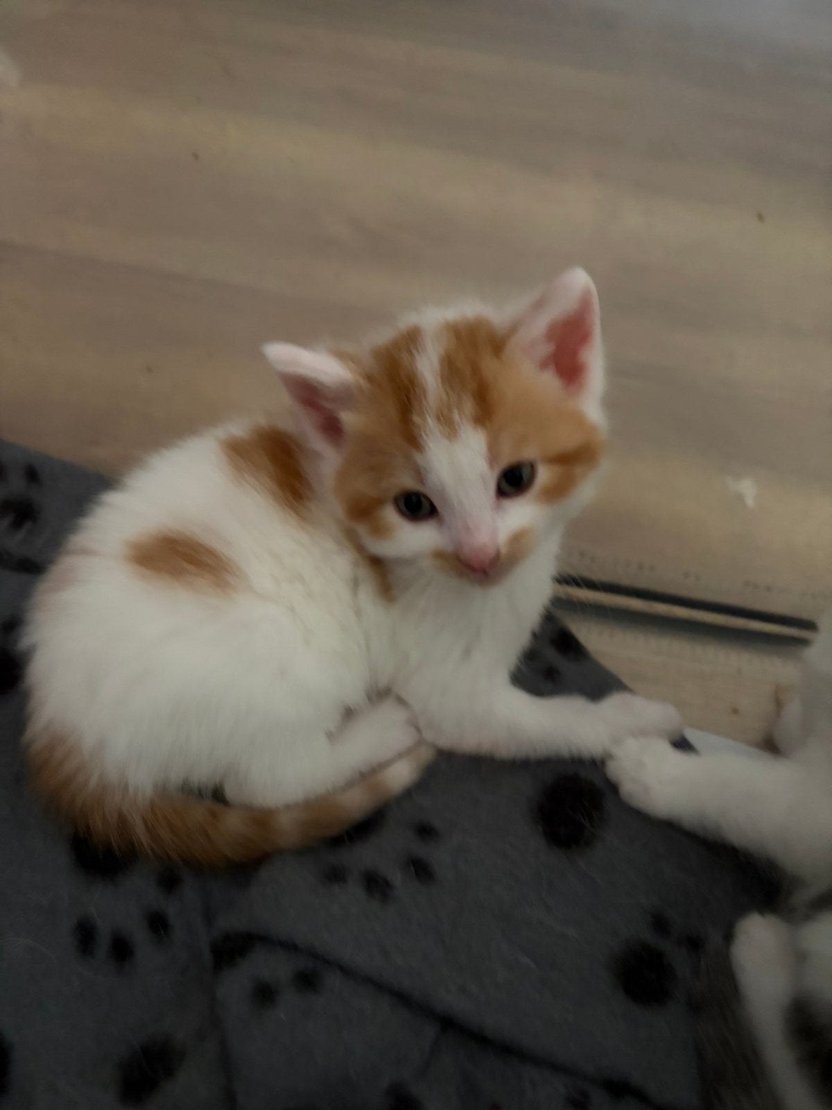🐱 4 lieve kittens zoeken een nieuw thuis 🐱, Dieren en Toebehoren, Meerdere dieren, Kortharig, 0 tot 2 jaar