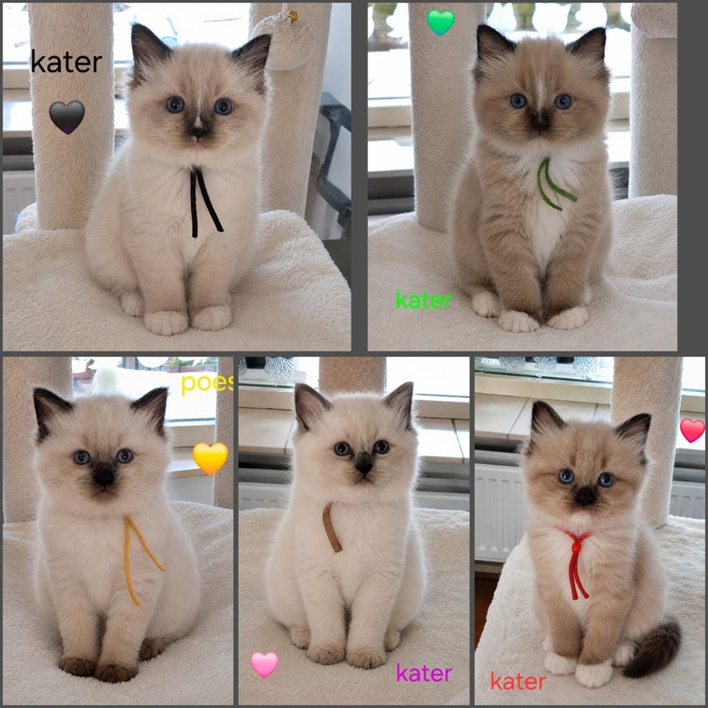 5 Schattige Ragdoll Kittens, Dieren en Toebehoren, Meerdere dieren, Ontwormd, 0 tot 2 jaar