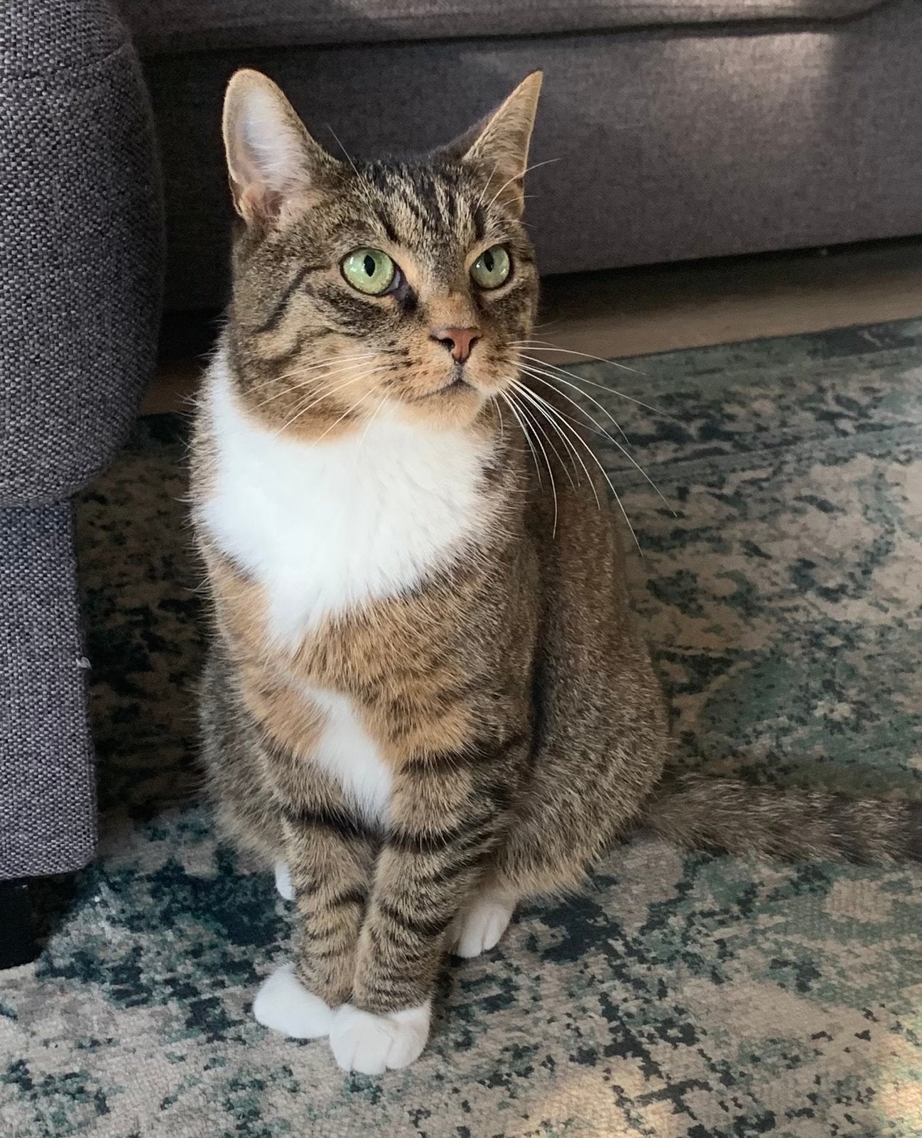 Zeer aanhankelijke lieve kat zoekt liefdevol rustig thuis., Kater, Kortharig, 6 jaar of ouder