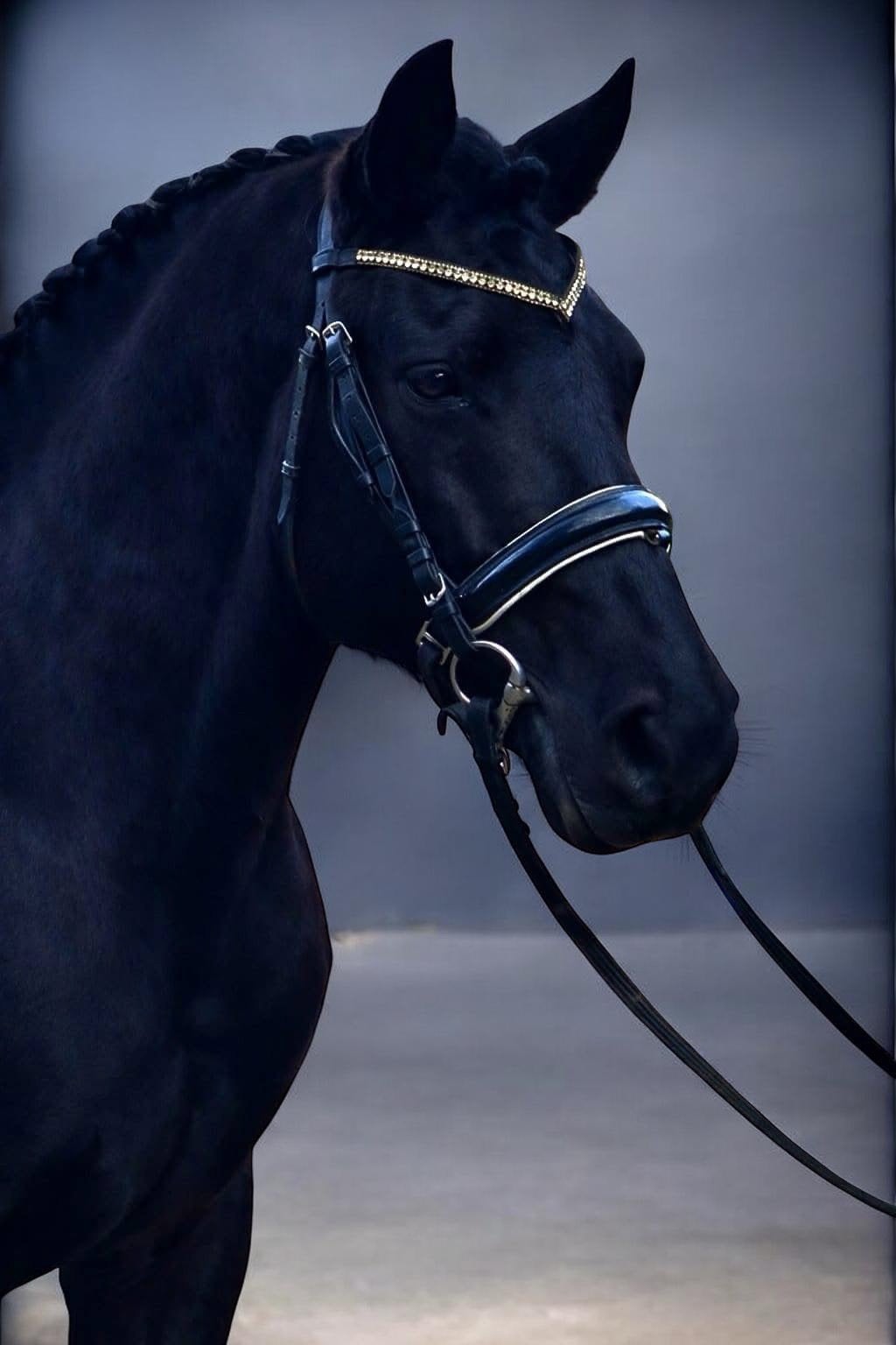 stoere D-pony veel behang en looks zoekt zijn forever home