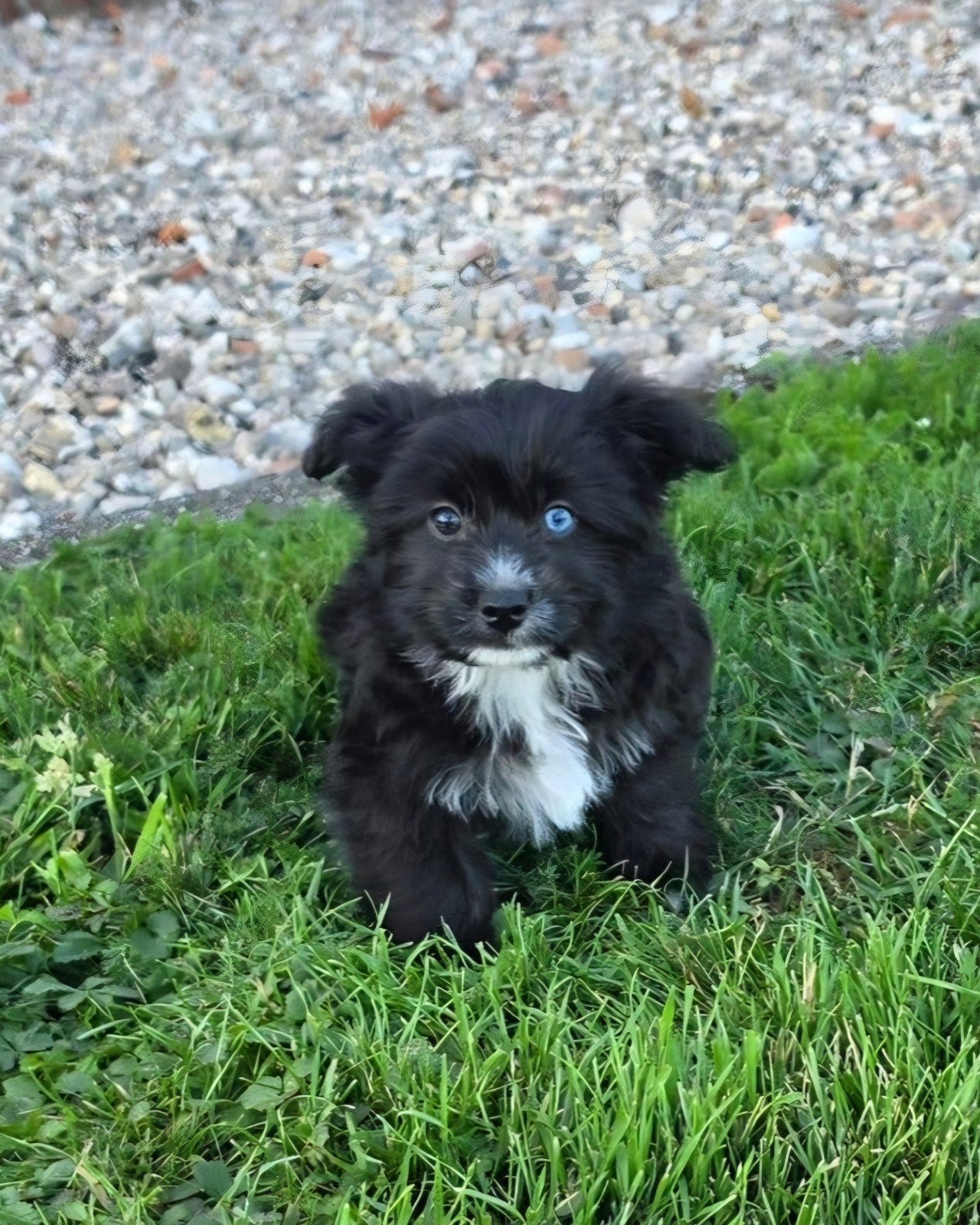 Laatste 3 leuke Pomsky x boomer  pups, Parvo, 8 tot 15 weken, Teef, Meerdere