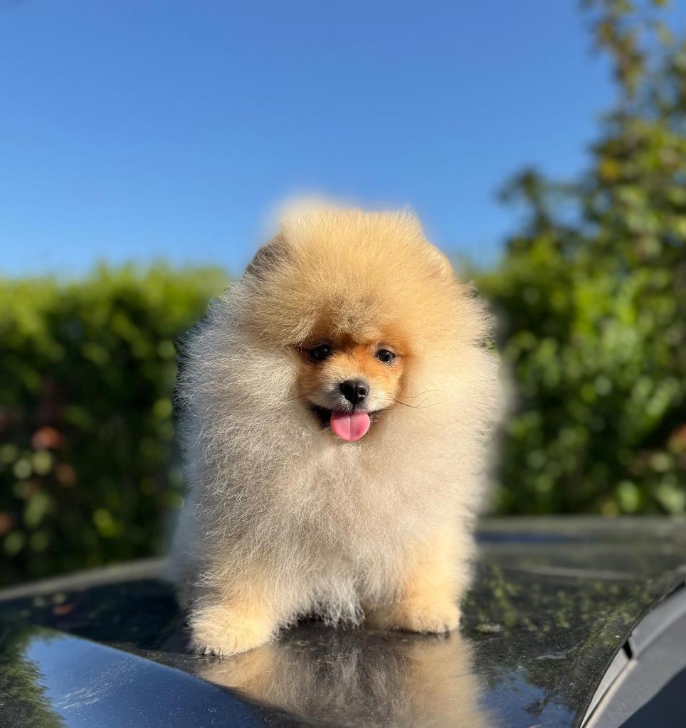 Pomeriaan met stamboom, Dieren en Toebehoren, Honden | Poolhonden, Keeshonden en Oertypen, Reu, Overige rassen, Fokker | Professioneel