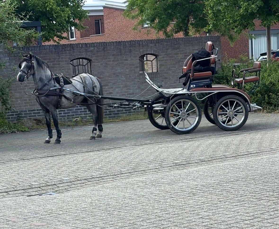 Ruin van 3 jaar Wels-A, Dieren en Toebehoren, Paarden, Minder dan 160 cm, Met stamboom, Ruin, 3 tot 6 jaar
