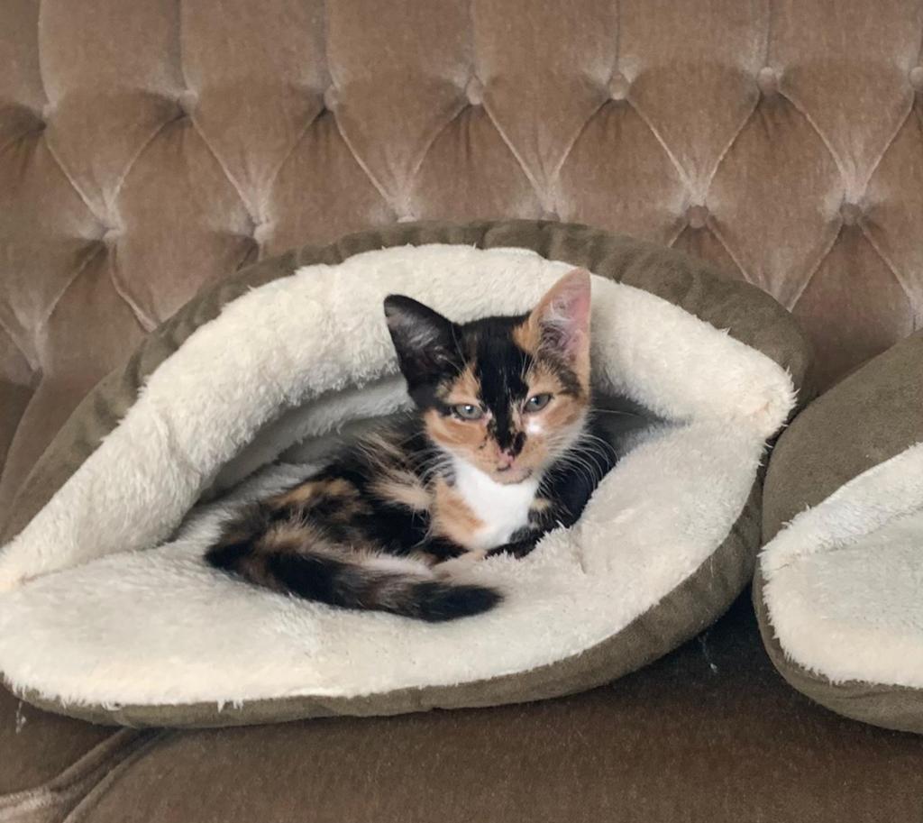 Kattenmand / slaapzak voor kat merk Boon, Ophalen of Verzenden, Zo goed als nieuw, Pluche