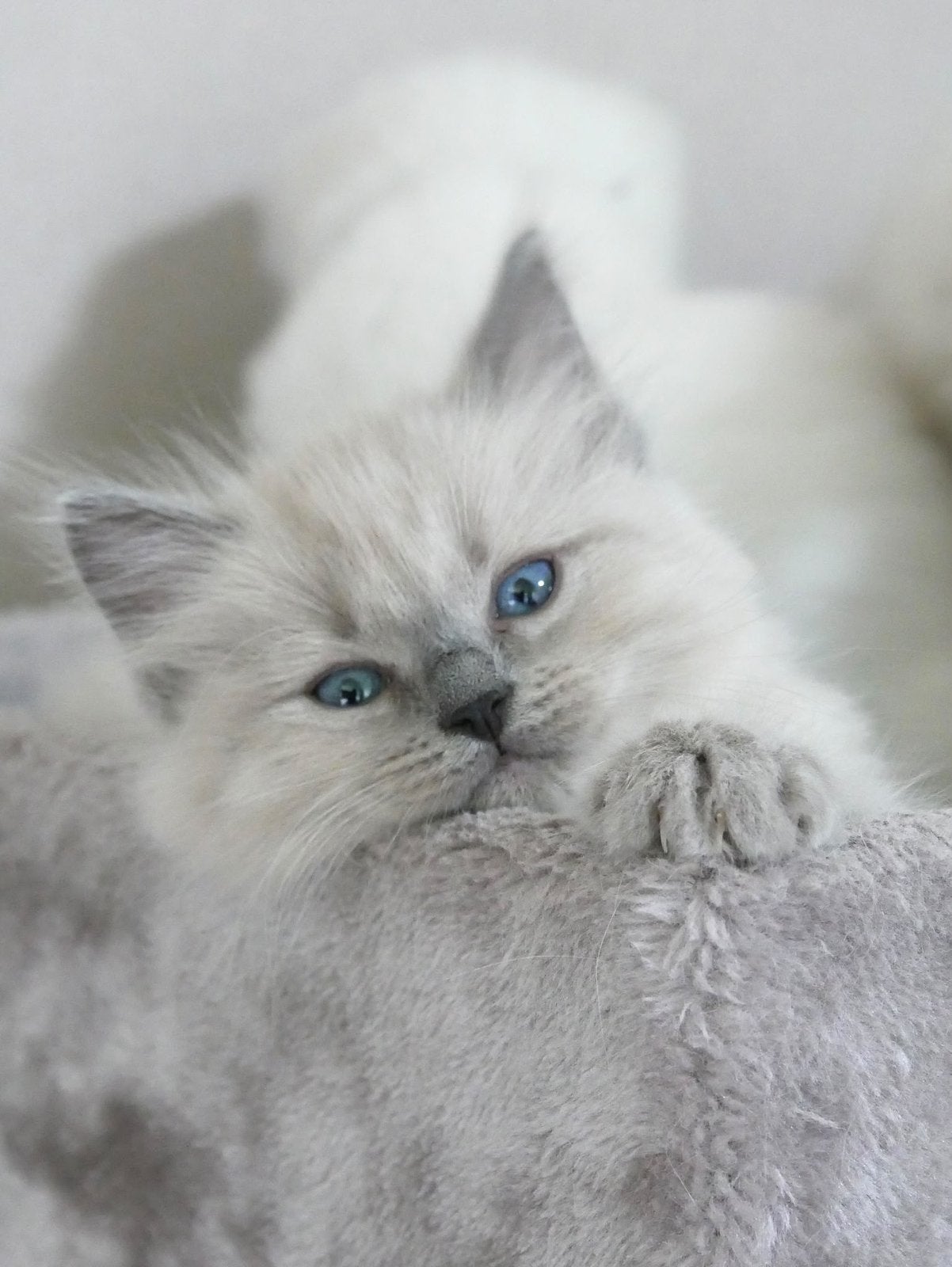 Raszuivere ragdoll kittens, Meerdere dieren, Ontwormd, 0 tot 2 jaar