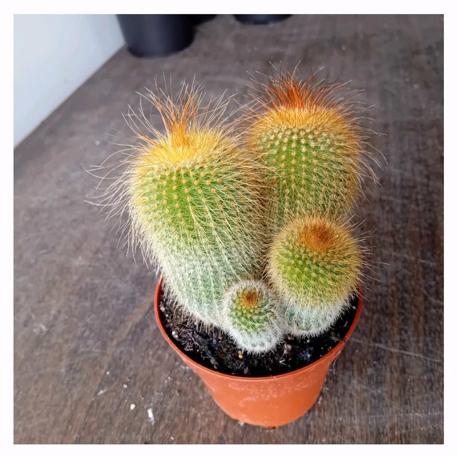 Cactus 15cm, Ophalen, Minder dan 100 cm, In pot, Cactus