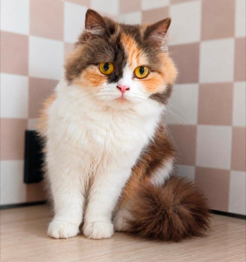 Brits Langhaar poes, Dieren en Toebehoren, Poes, Ontwormd, 0 tot 2 jaar