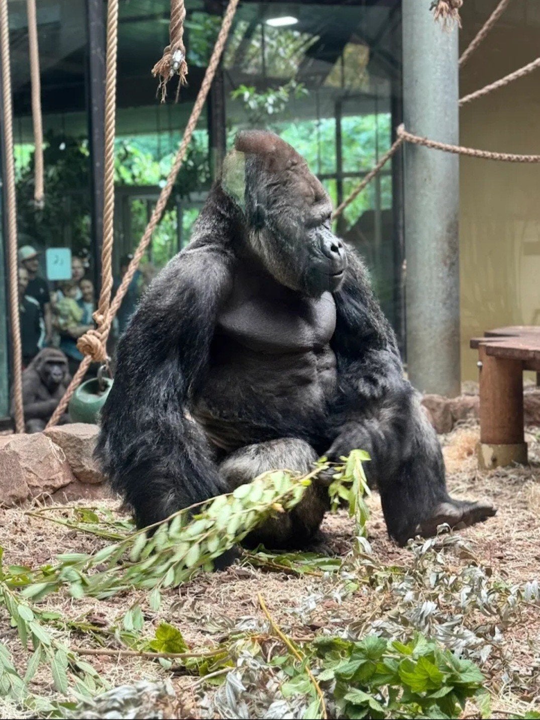 artis kaarten 3, Kip