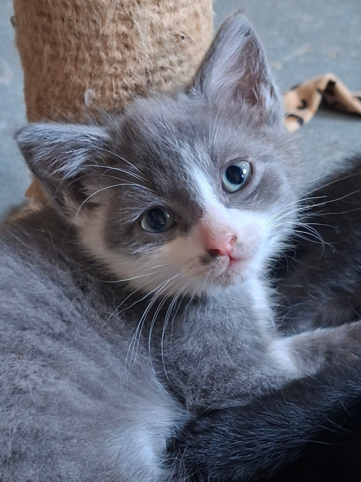 Mooie kittens te koop, Meerdere dieren, Kortharig, 0 tot 2 jaar