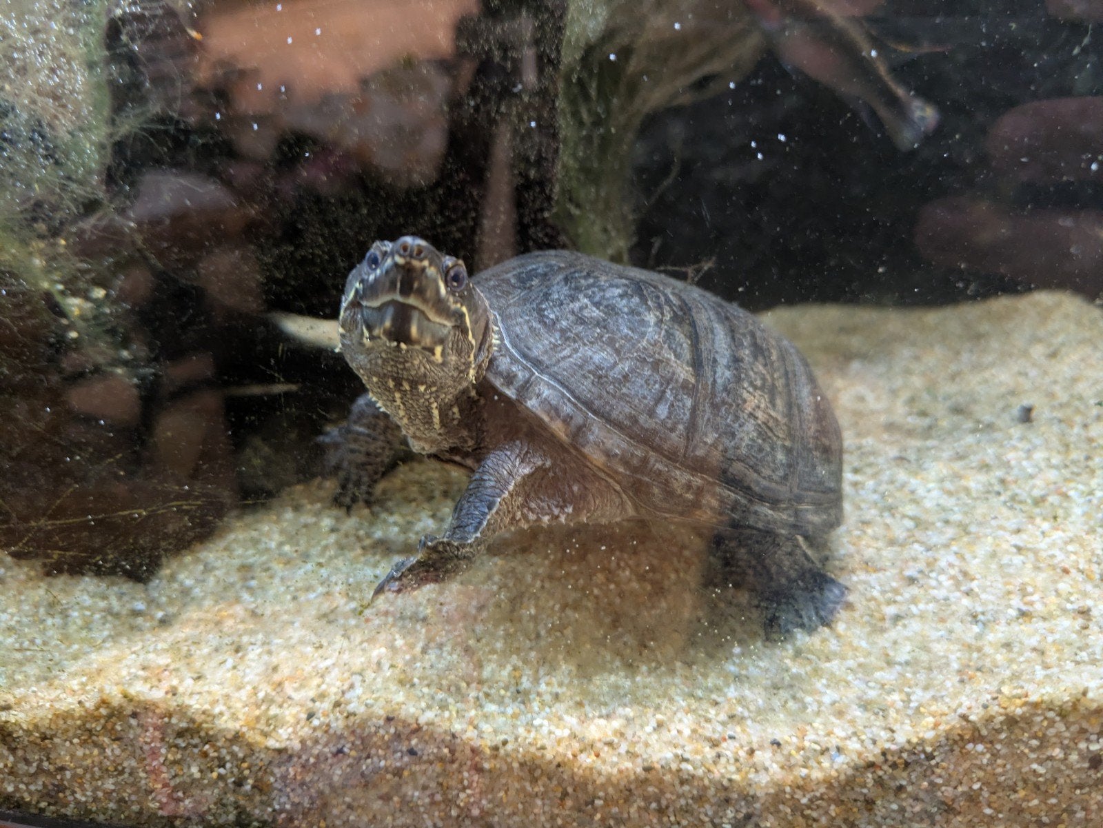 Muskus Schildpad, evt inclusief aquarium., Dieren en Toebehoren, Reptielen en Amfibieën, Schildpad, 3 tot 6 jaar