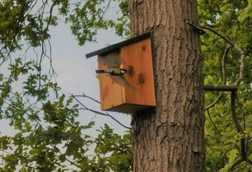 5 stuks eikenprocessierups vogelhuisje, Ophalen of Verzenden, Nieuw