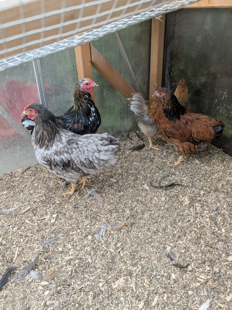 Wyandotte kriel hanen, Dieren en Toebehoren, Pluimvee, Mannelijk, Kip
