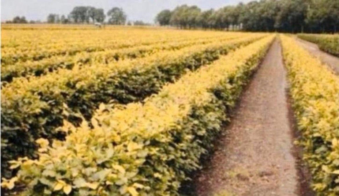 Haagbeuk + beukhaag, Ophalen of Verzenden, Beukenhaag, 100 tot 250 cm