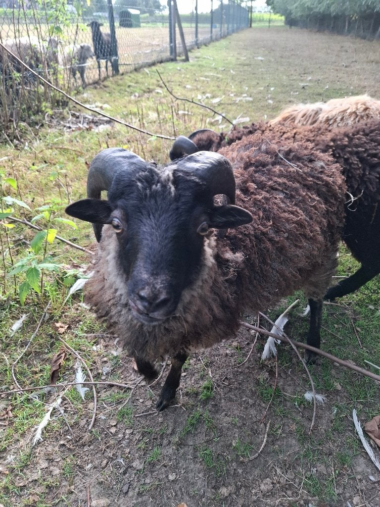 Ouessant Rammen, Mannelijk, Schaap