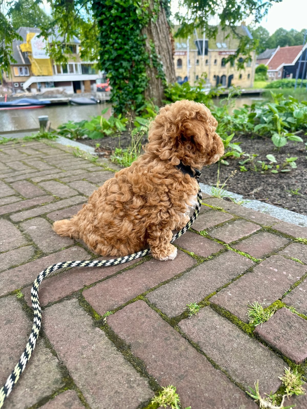 Prachtige mini doodle pup reu, Parvo, 8 tot 15 weken, Eén hond, Nederland