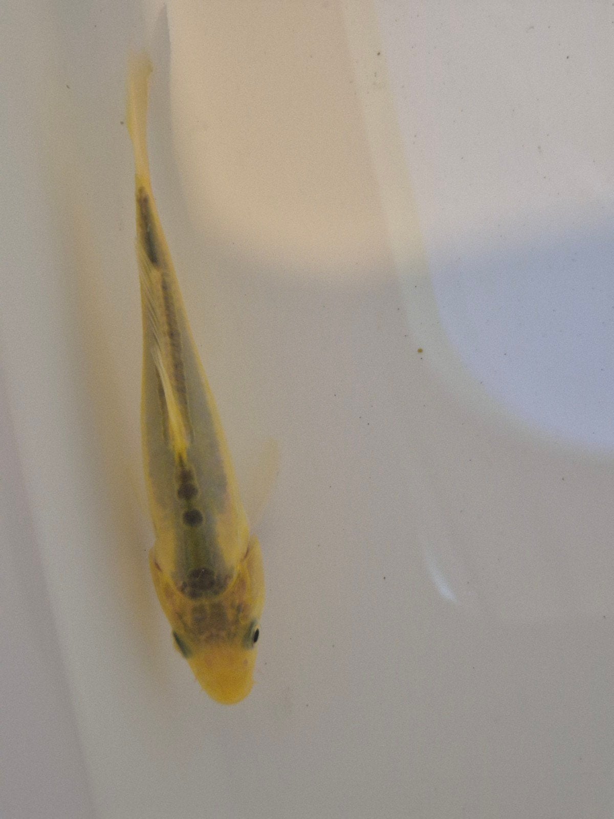 Japanse koi Dotsu 13cm, Dieren en Toebehoren, Karper of Koi