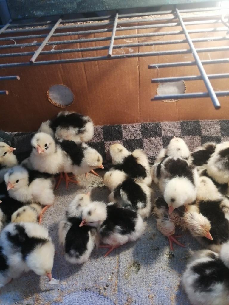 bonte leghorn kuikens  + broedeieren, Dieren en Toebehoren, Pluimvee, Meerdere dieren, Kip