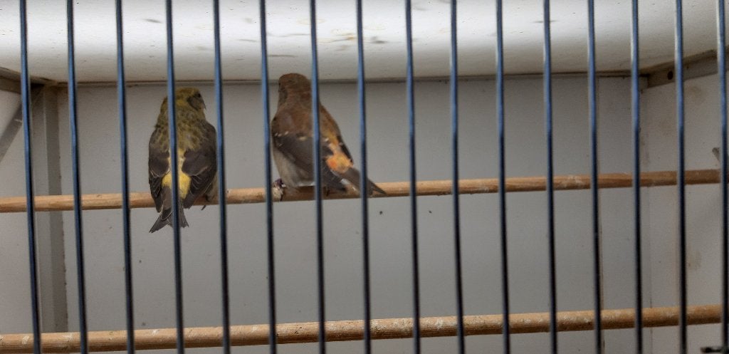 kruisbek rozenbinden, Meerdere dieren, Wildzangvogel, Geringd