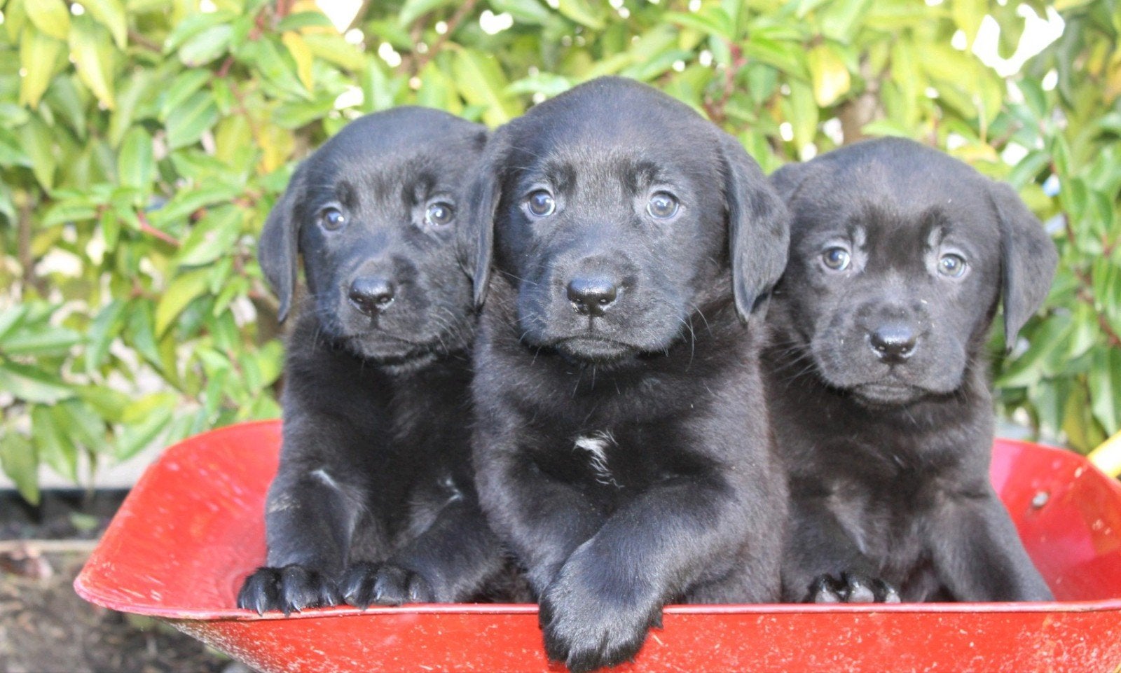 mooie labrador pups (uit stamboomlijn), 8 tot 15 weken, Labrador retriever, CDV (hondenziekte), Meerdere