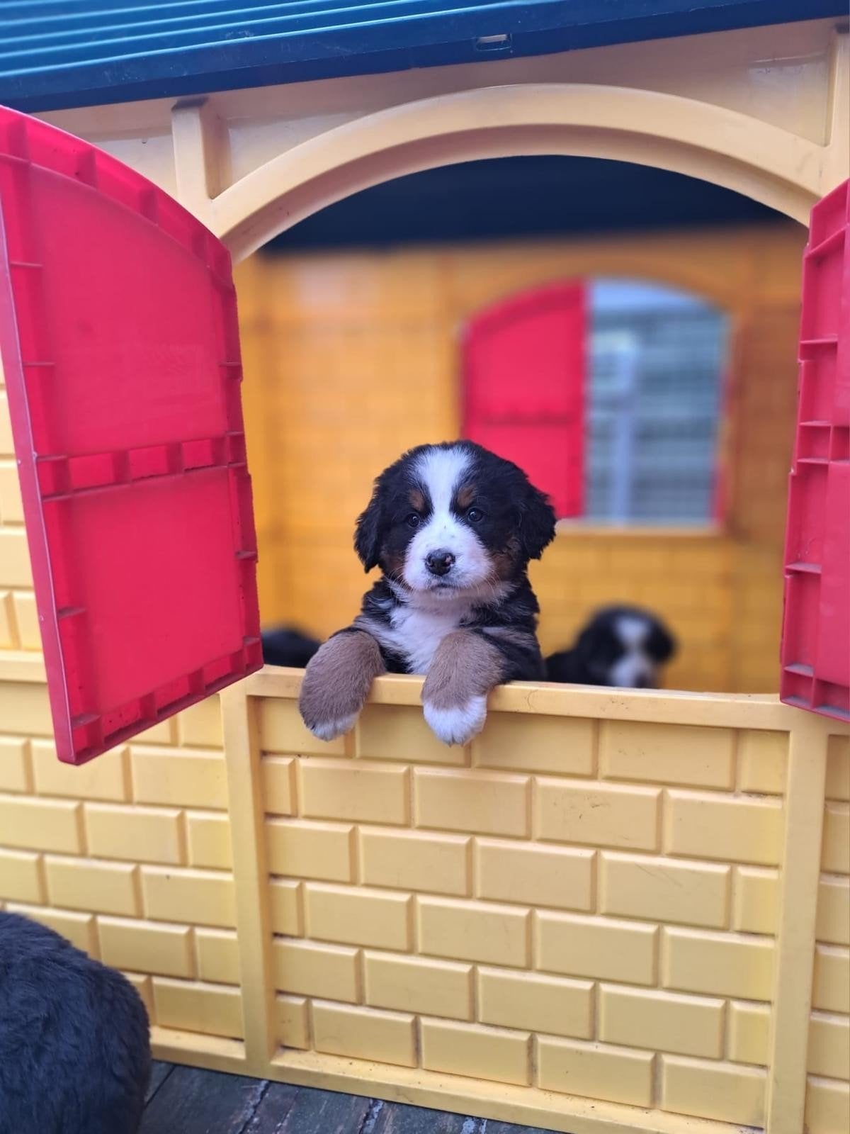 Leuk speelhuisje voor kinderen of puppies, Ophalen, Gebruikt, Kunststof
