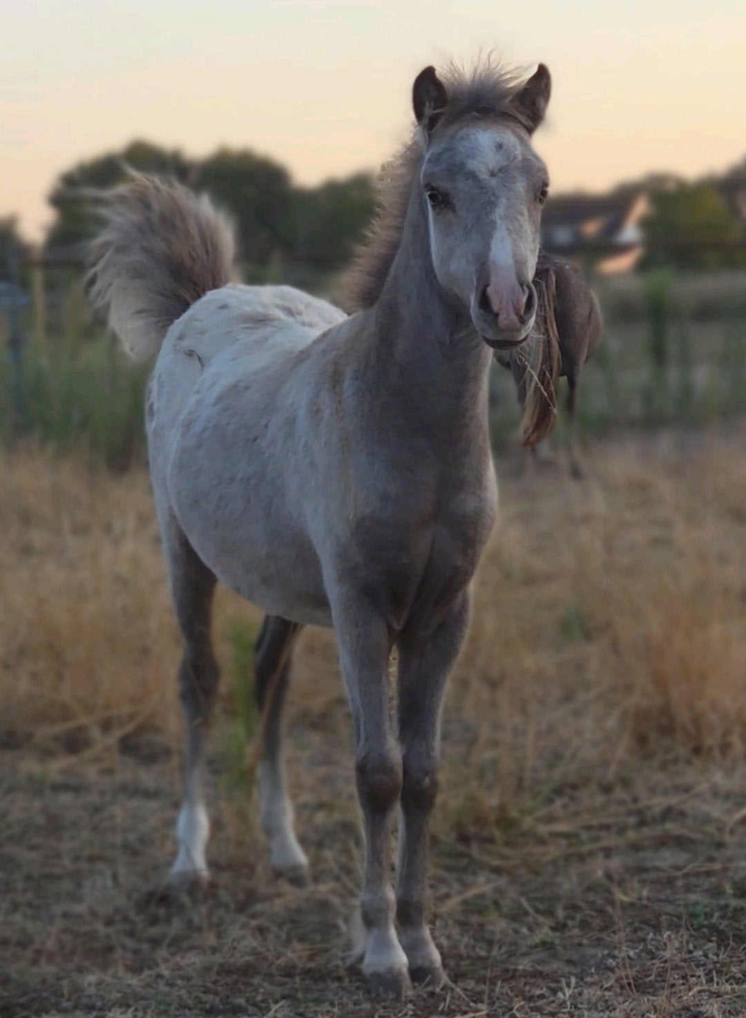Uniek en bloedmooi silverdapple appaloosa nmprs veulen, Hengst