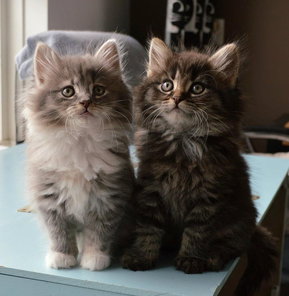 Twee lieve Noorse boskatjes van goede cattery, Dieren en Toebehoren, Katten en Kittens | Raskatten | Langhaar, Meerdere dieren