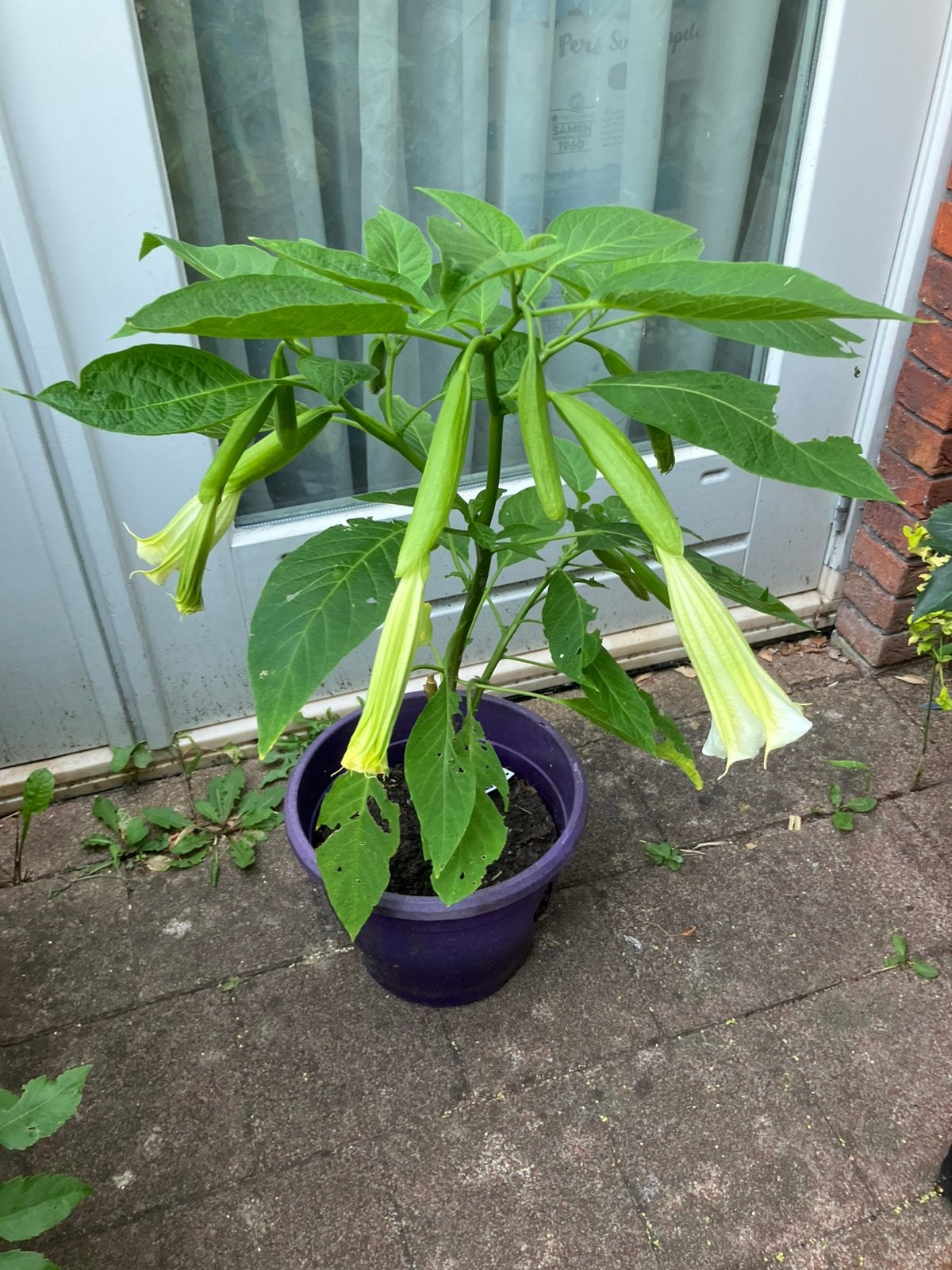Brugmansia wit (kamerplant), Ophalen, Halfschaduw, Minder dan 100 cm