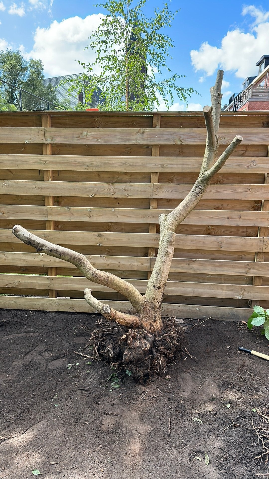 Gratis Magnolia, Tuin en Terras, Planten | Bomen, Ophalen, Lente, Volle zon, Overige soorten