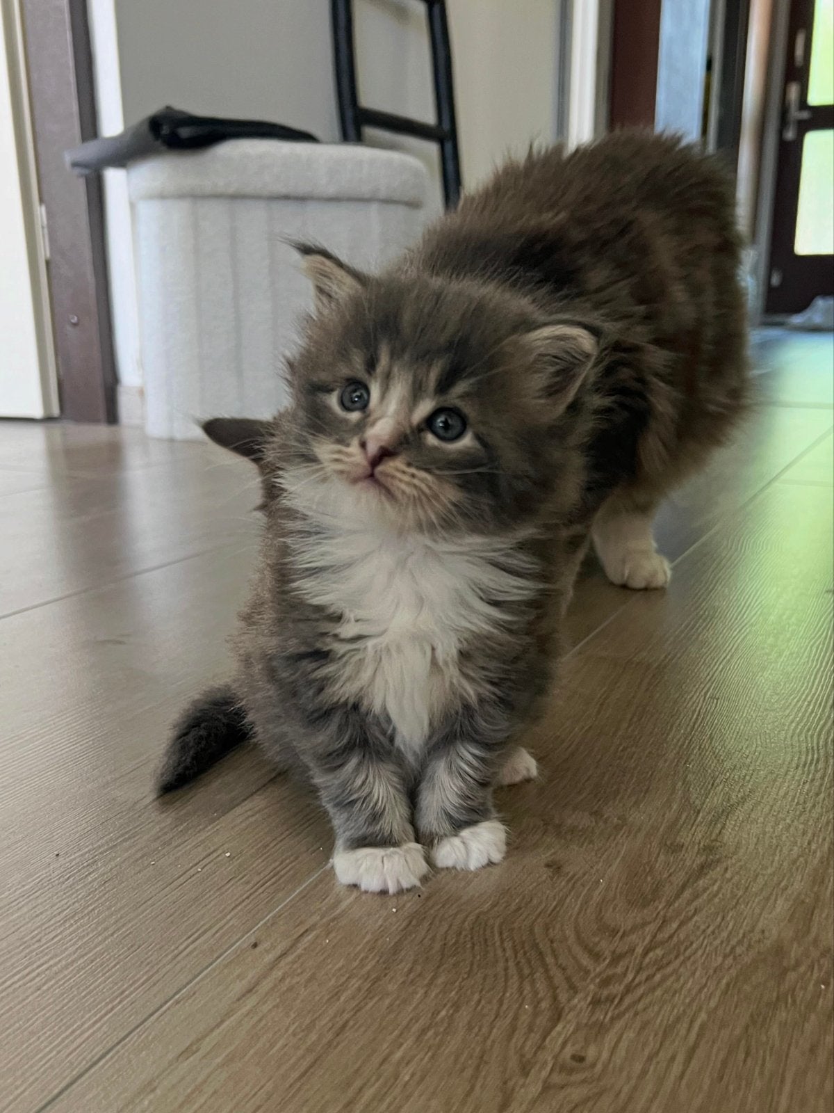 Prachtig Maine Coon katertje met stamboom uit geteste ouders, Dieren en Toebehoren, Katten en Kittens | Raskatten | Langhaar, Kater